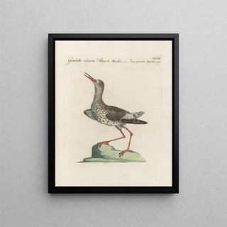 Saverio Manetti - Ornithologia methodice digesta Pl445.webp