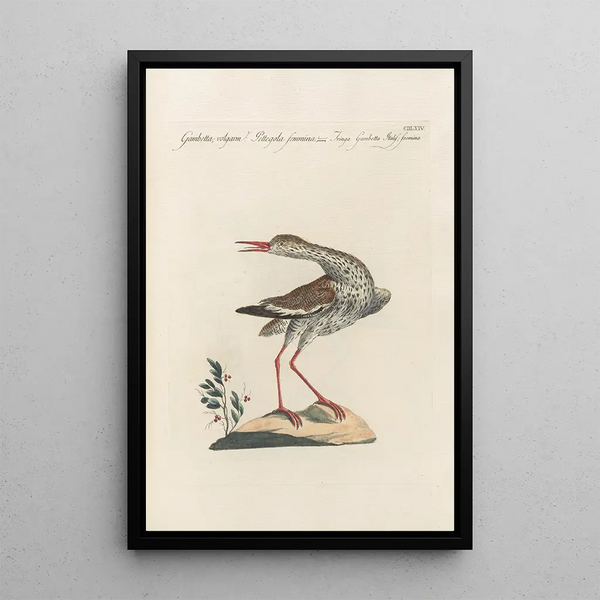 Ornithologia methodice digesta Pl446 - Saverio Manetti — cuadro enmarcado en la pared