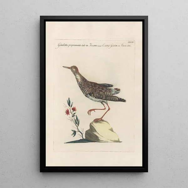 Ornithologia methodice digesta Pl447 - Saverio Manetti — cuadro enmarcado en la pared