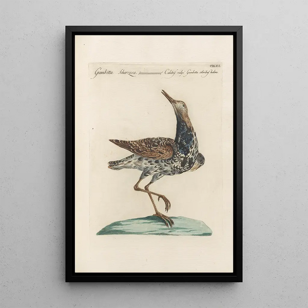 Ornithologia methodice digesta Pl448 - Saverio Manetti — cuadro enmarcado en la pared