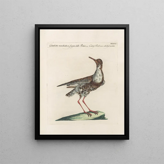 Saverio Manetti - Ornithologia methodice digesta Pl449.webp