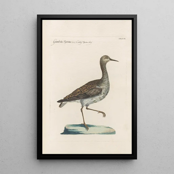 Ornithologia methodice digesta Pl450 - Saverio Manetti — cuadro enmarcado en la pared