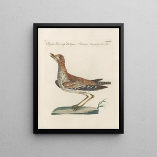 Saverio Manetti - Ornithologia methodice digesta Pl454.webp