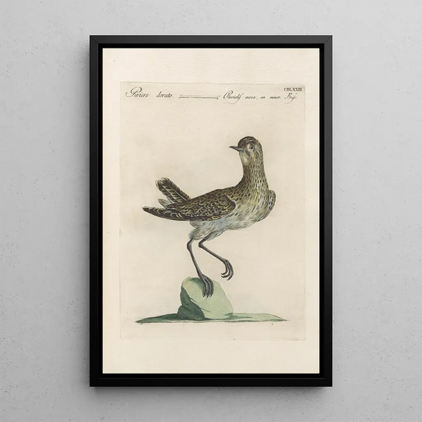 Ornithologia methodice digesta Pl455 - Saverio Manetti — cuadro enmarcado en la pared