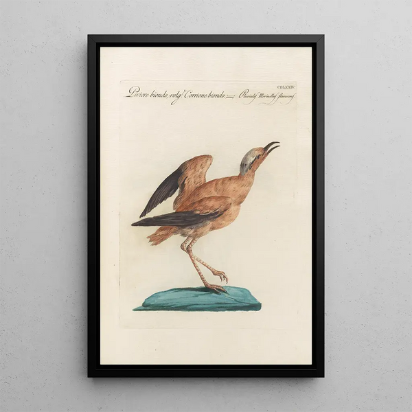 Ornithologia methodice digesta Pl456 - Saverio Manetti — cuadro enmarcado en la pared