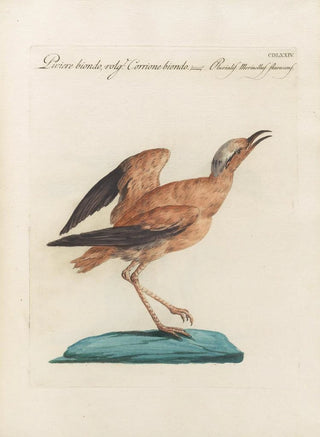 Saverio Manetti - Ornithologia methodice digesta Pl456.webp