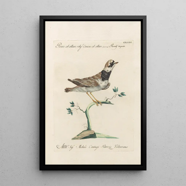 Ornithologia methodice digesta Pl458 - Saverio Manetti — cuadro enmarcado en la pared