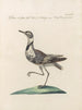 L'ornithologie a méthodiquement digéré Pl459 - Saverio Manetti — artwork view