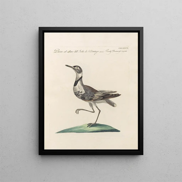 Saverio Manetti - Ornithologia methodice digesta Pl459.webp