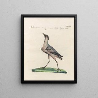 Saverio Manetti - Ornithologia methodice digesta Pl460.webp