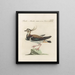 L'ornithologie a méthodiquement digéré Pl461 - Saverio Manetti — framed artwork on a wall
