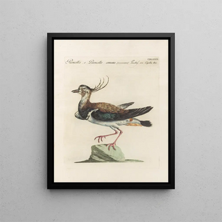 Saverio Manetti - Ornithologia methodice digesta Pl461.webp