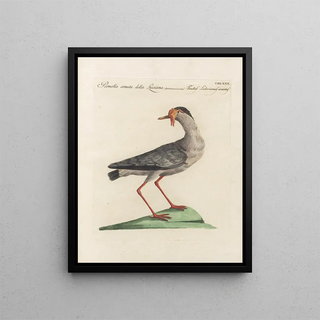 Saverio Manetti - Ornithologia methodice digesta Pl462.webp
