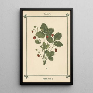 Sebastian Kneipp - Plantatlas to My watercure Pl01.webp