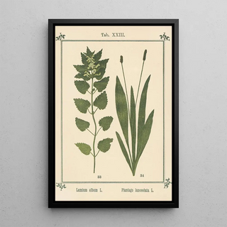 Sebastian Kneipp - Plantatlas to My watercure Pl03.webp