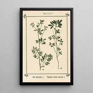 Sebastian Kneipp - Plantatlas to My watercure Pl07.webp