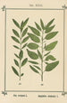 Atlas of Plants for My Water Cure Pl11 - Sebastian Kneipp — artwork view