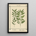 Atlas of Plants for My Water Cure Pl11 - Sebastian Kneipp — framed artwork on a wall