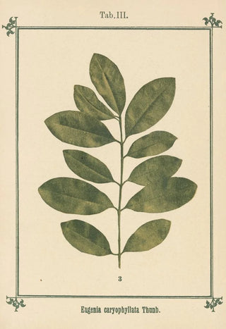 Sebastian Kneipp - Plantatlas to My watercure Pl23.webp