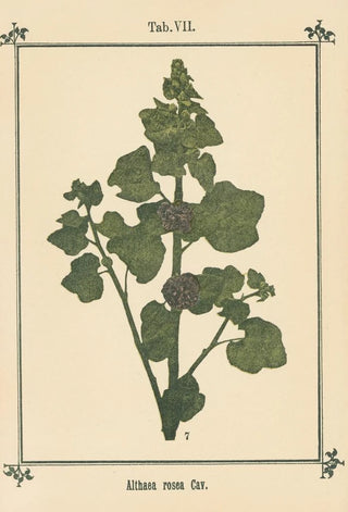 Sebastian Kneipp - Plantatlas to My watercure Pl27.webp