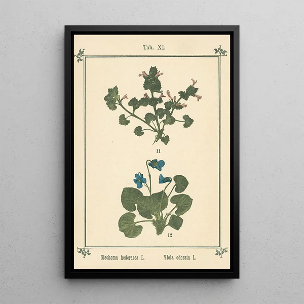 Atlas de las plantas para Mi cura de agua Pl31 - Sebastian Kneipp — cuadro enmarcado en la pared