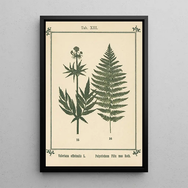 Atlas de las plantas para Mi cura de agua Pl33 - Sebastian Kneipp — cuadro enmarcado en la pared
