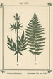 Atlas des plantes pour Ma cure d'eau Pl33 - Sebastian Kneipp — artwork view