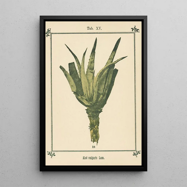 Atlas de las plantas para Mi cura de agua Pl34 - Sebastian Kneipp — cuadro enmarcado en la pared