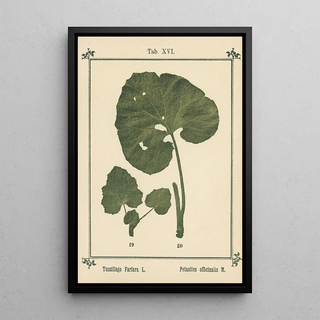 Sebastian Kneipp - Plantatlas to My watercure Pl35.webp