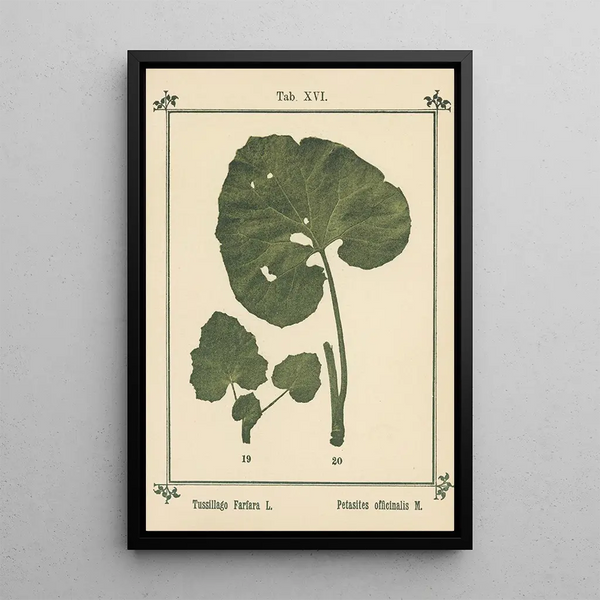 Atlas de las plantas para Mi cura de agua Pl35 - Sebastian Kneipp — cuadro enmarcado en la pared
