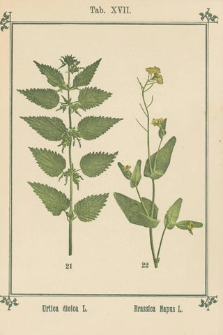 Sebastian Kneipp - Plantatlas to My watercure Pl36.webp