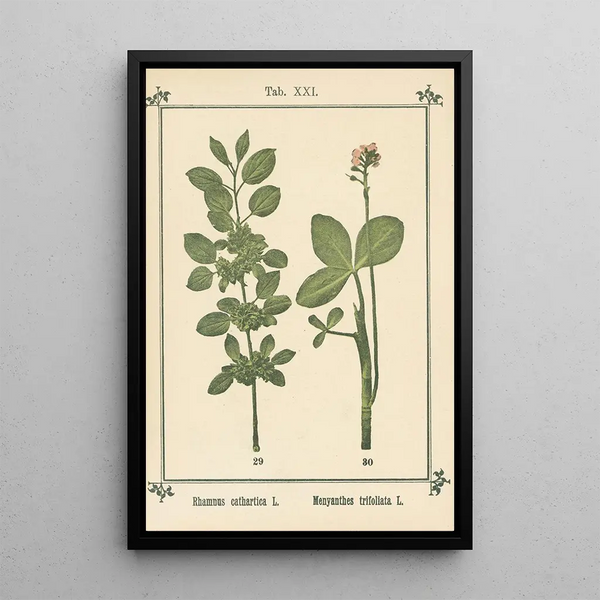 Atlas de plantas para Mi cura de agua Pl40 - Sebastian Kneipp — cuadro enmarcado en la pared