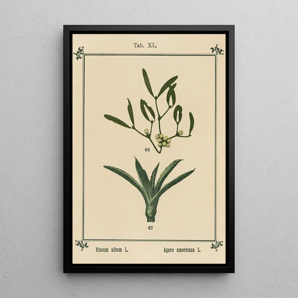 Atlas de las plantas para Mi cura de agua Pl41 - Sebastian Kneipp — cuadro enmarcado en la pared