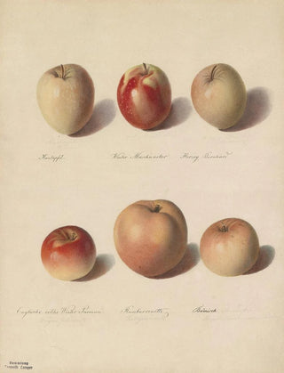 Sebastian Wegmayr - Apfelsorten.webp