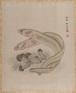 Seki Shk - Eels.webp