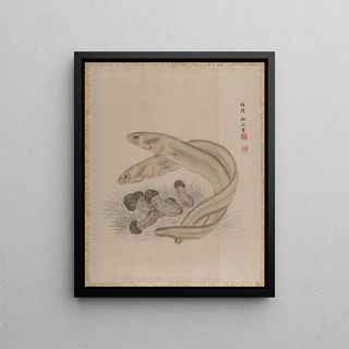 Seki Shk - Eels.webp