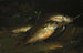 Fish - Shepard Alonzo Mount — artwork view