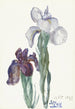 Iris - Sientje Mesdag van Houten — vista de la obra