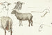 Sketches of sheep - Sientje Mesdag van Houten — artwork view