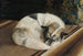 Perro descansando - Sigrid Granfelt — vista de la obra