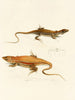 Acanthodactylus capensis - Sir Andrew Smith — vista de la obra