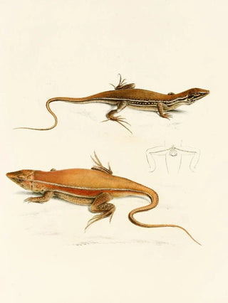 Sir Andrew Smith - Acanthodactylus Capensis.webp