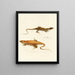 Acanthodactylus capensis - Sir Andrew Smith — cuadro enmarcado en la pared