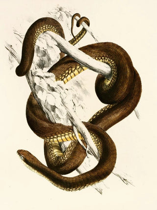 Sir Andrew Smith - Bucephalus Capensis.webp