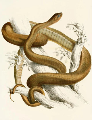 Sir Andrew Smith - Bucephalus Capensis Var B.webp