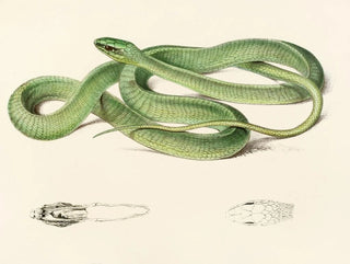 Sir Andrew Smith - Bucephalus Viridis.webp