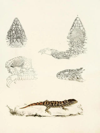 Sir Andrew Smith - Cordylus Giganteus Young.webp