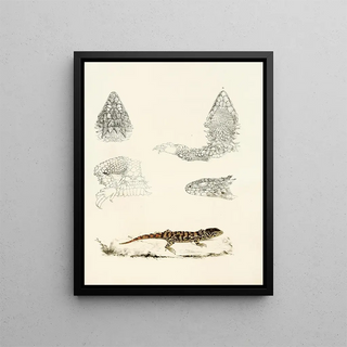 Sir Andrew Smith - Cordylus Giganteus Young.webp