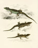 Cordylus microlepidotus macho hembra joven - Sir Andrew Smith — vista de la obra