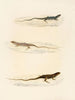 Eremias annulifera Eremias fulchra Eremias formosa - Sir Andrew Smith — artwork view